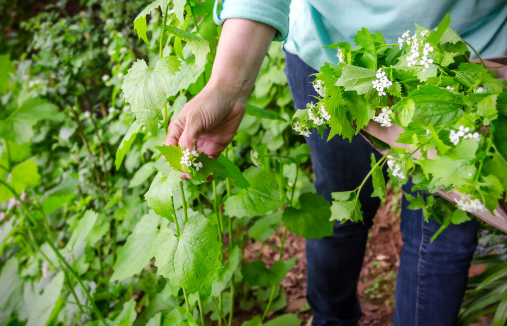 A person picking berries whilst foraging in the woods.