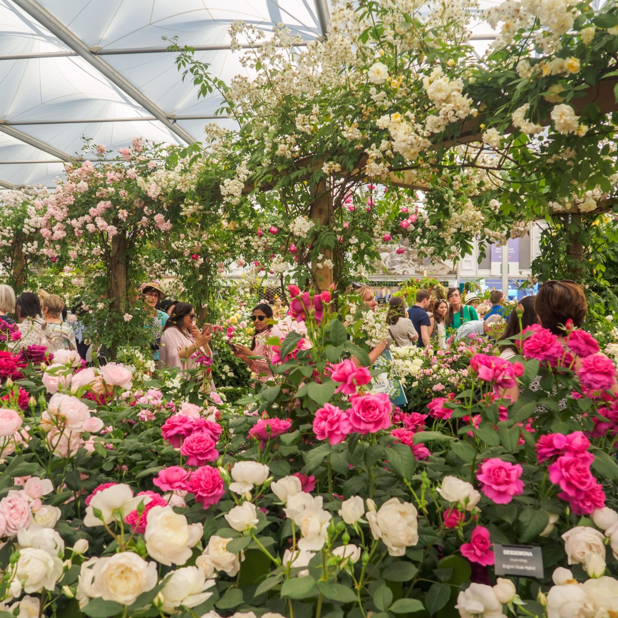 Chelsea-Flower-show-Pink-and-white