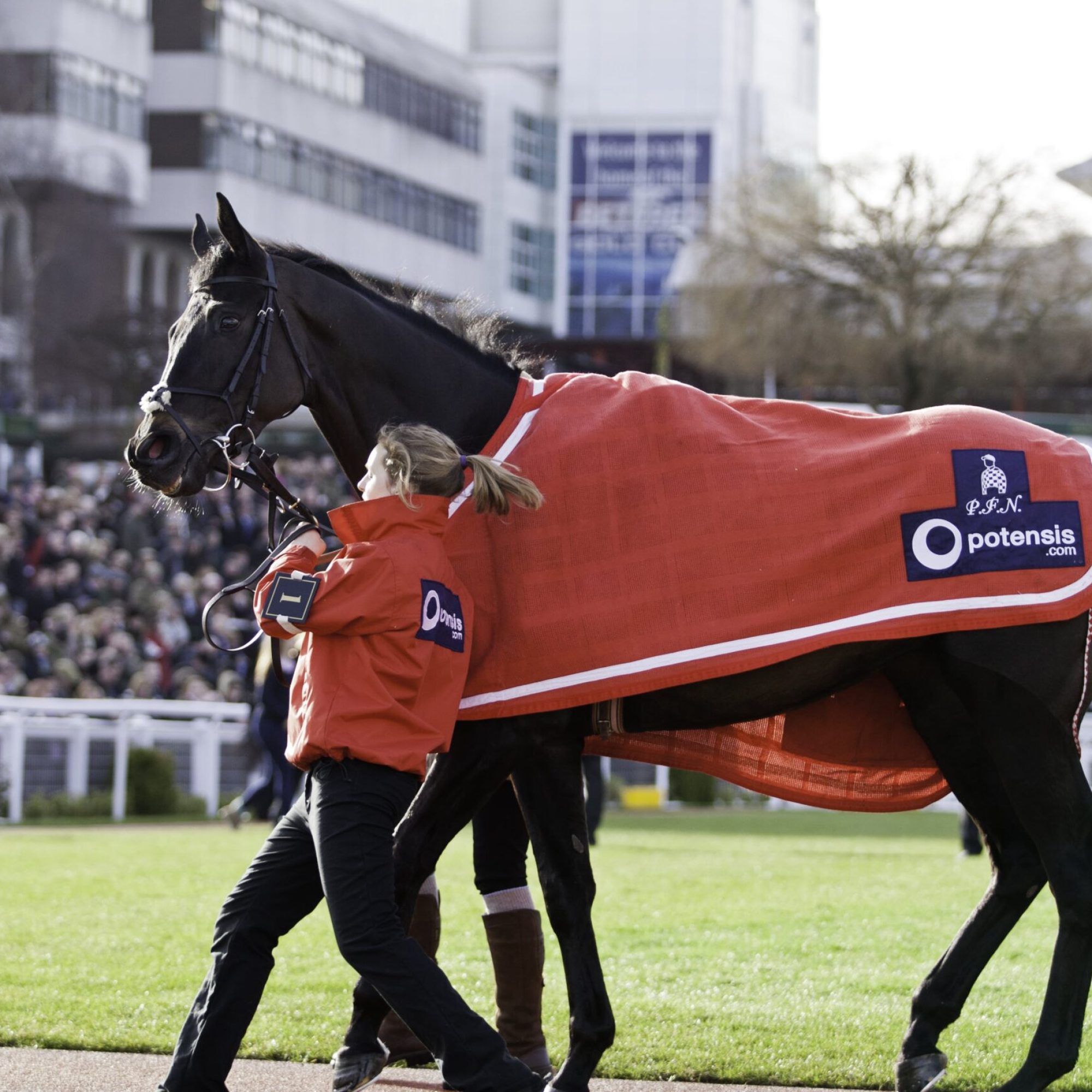 Cheltenham-festival-horse-jockey-min