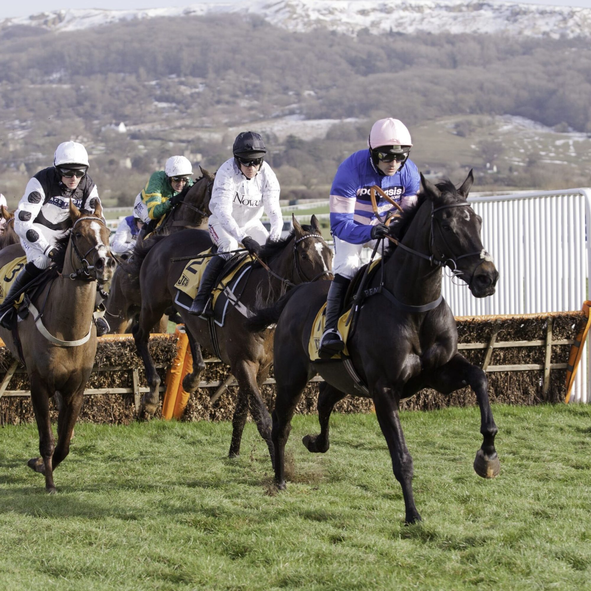 Cheltenham-festival-horses-min