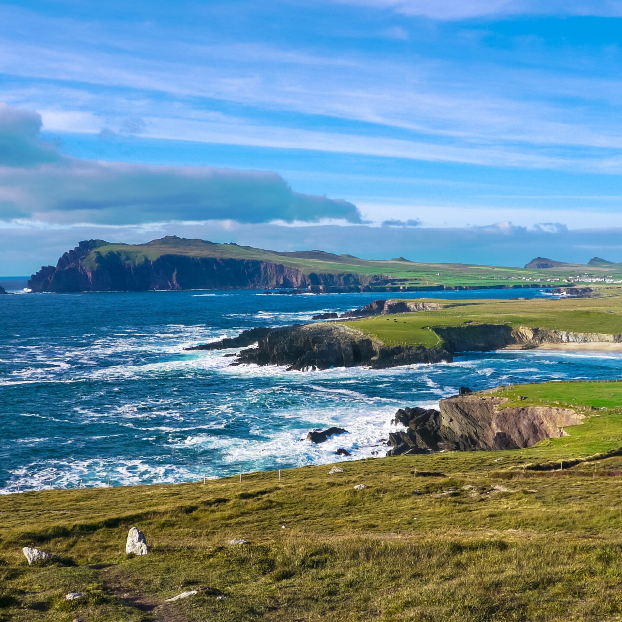 Ireland.,Landscape,Of,Dingle,Peninsula,With,Cliffs,,Cows,Herd,And