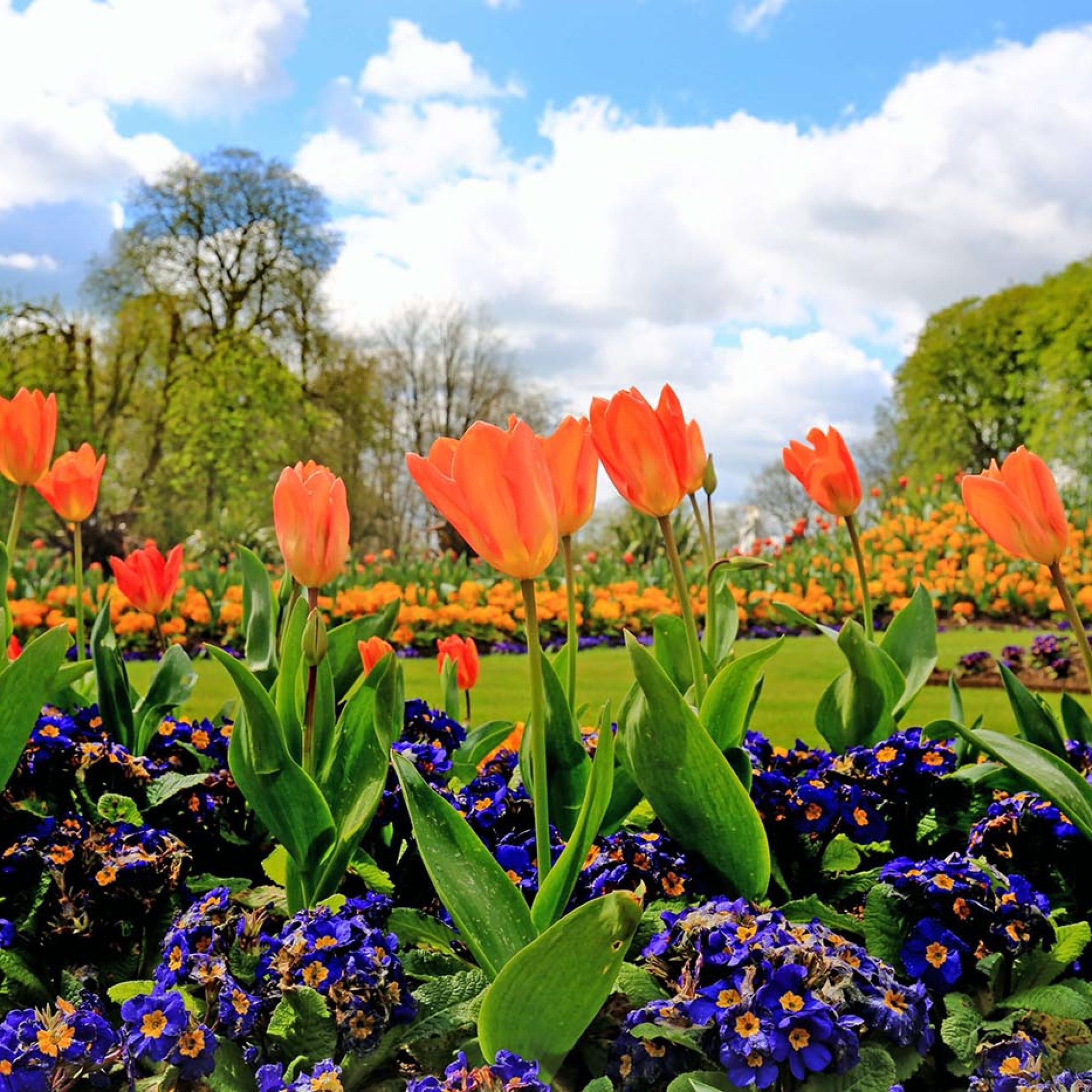 English garden flowers