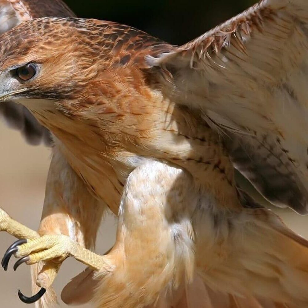 falconry bird landing