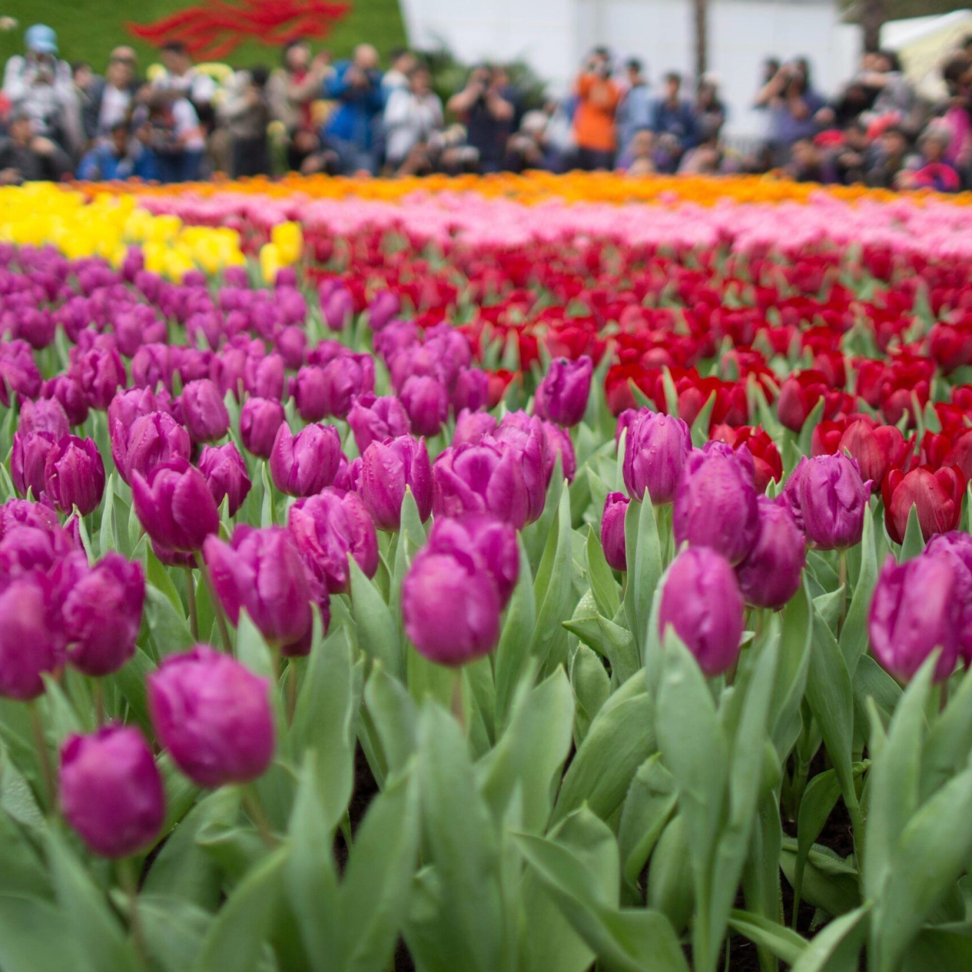 chelsea-flower-show-tulips