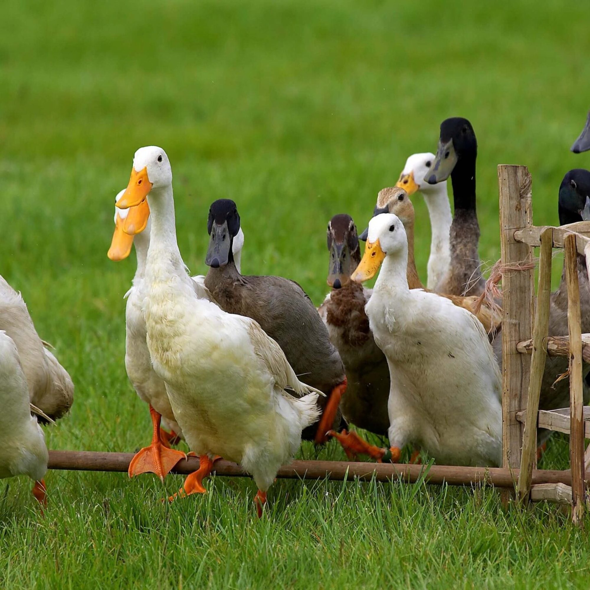 Duck herding experience
