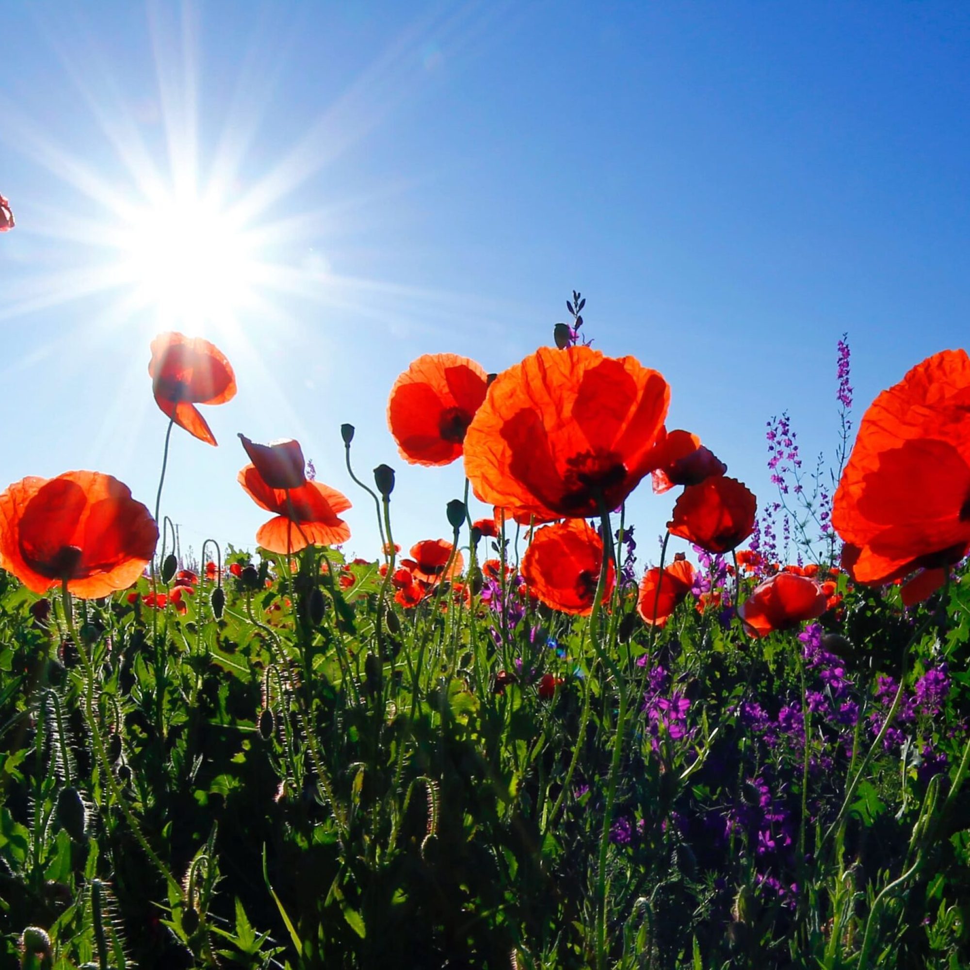 flower-grden-poppy