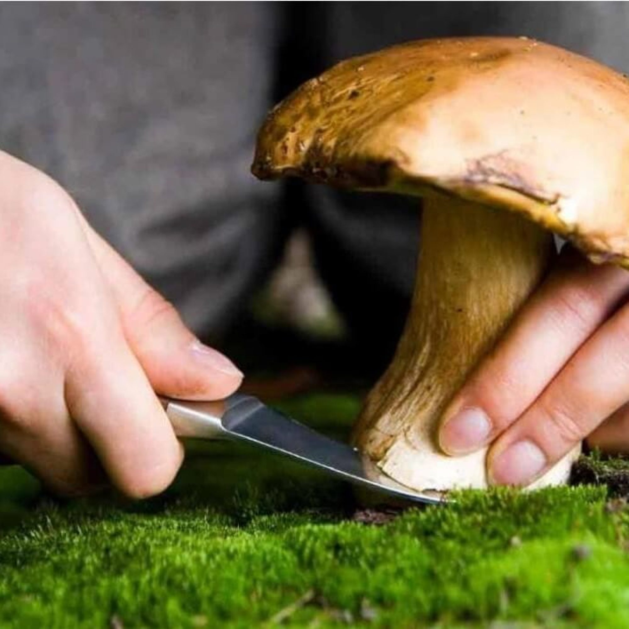 Foraging during foraging and dining experience