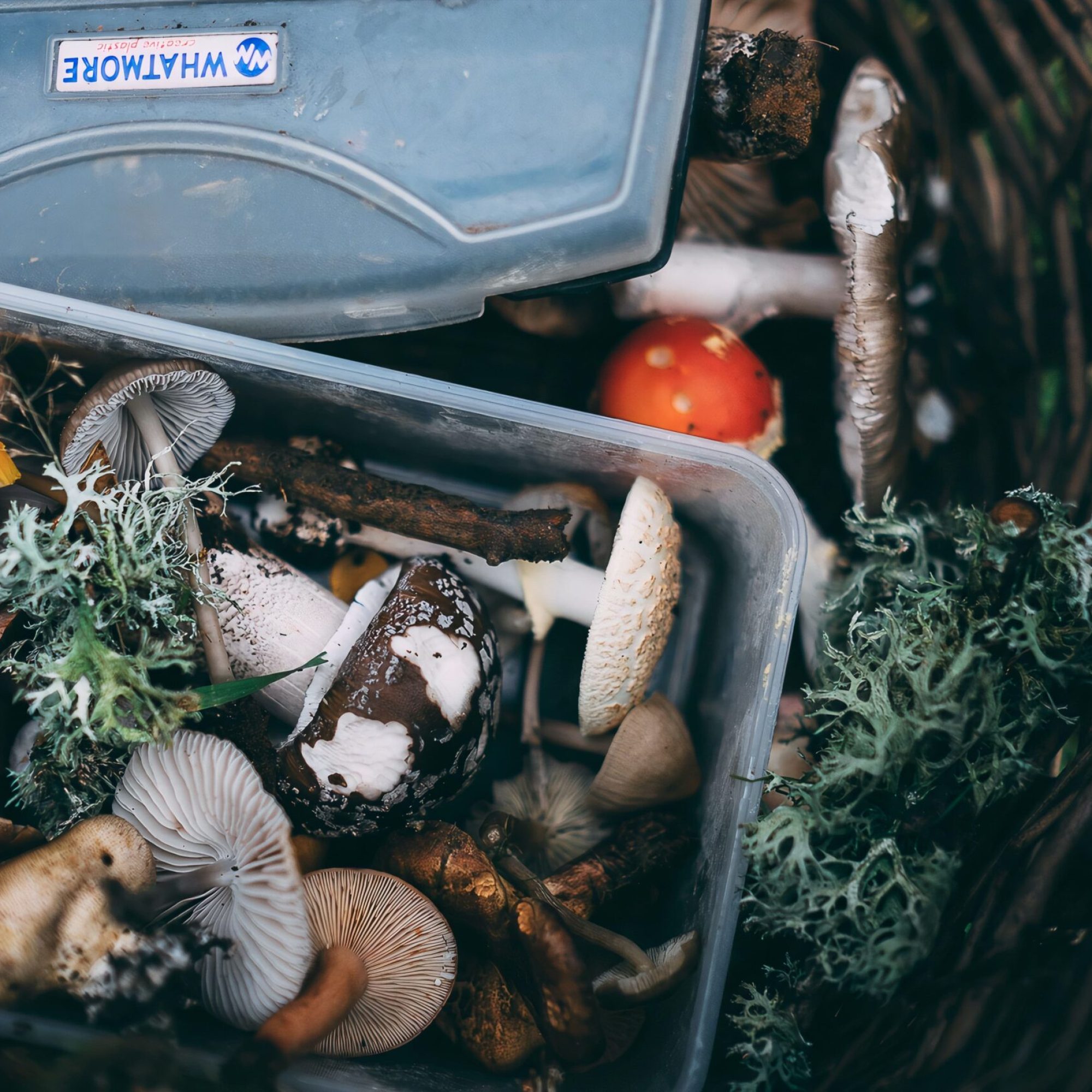 foraging-mushrooms-min