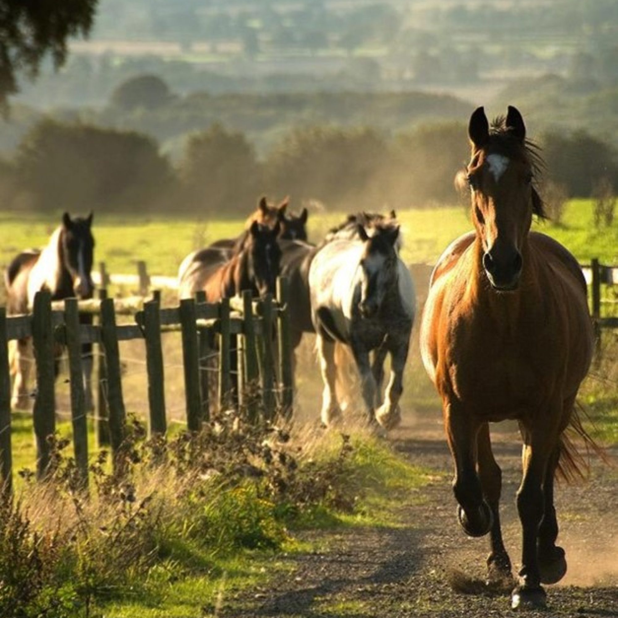 horse-riding-countryside-foal (8)