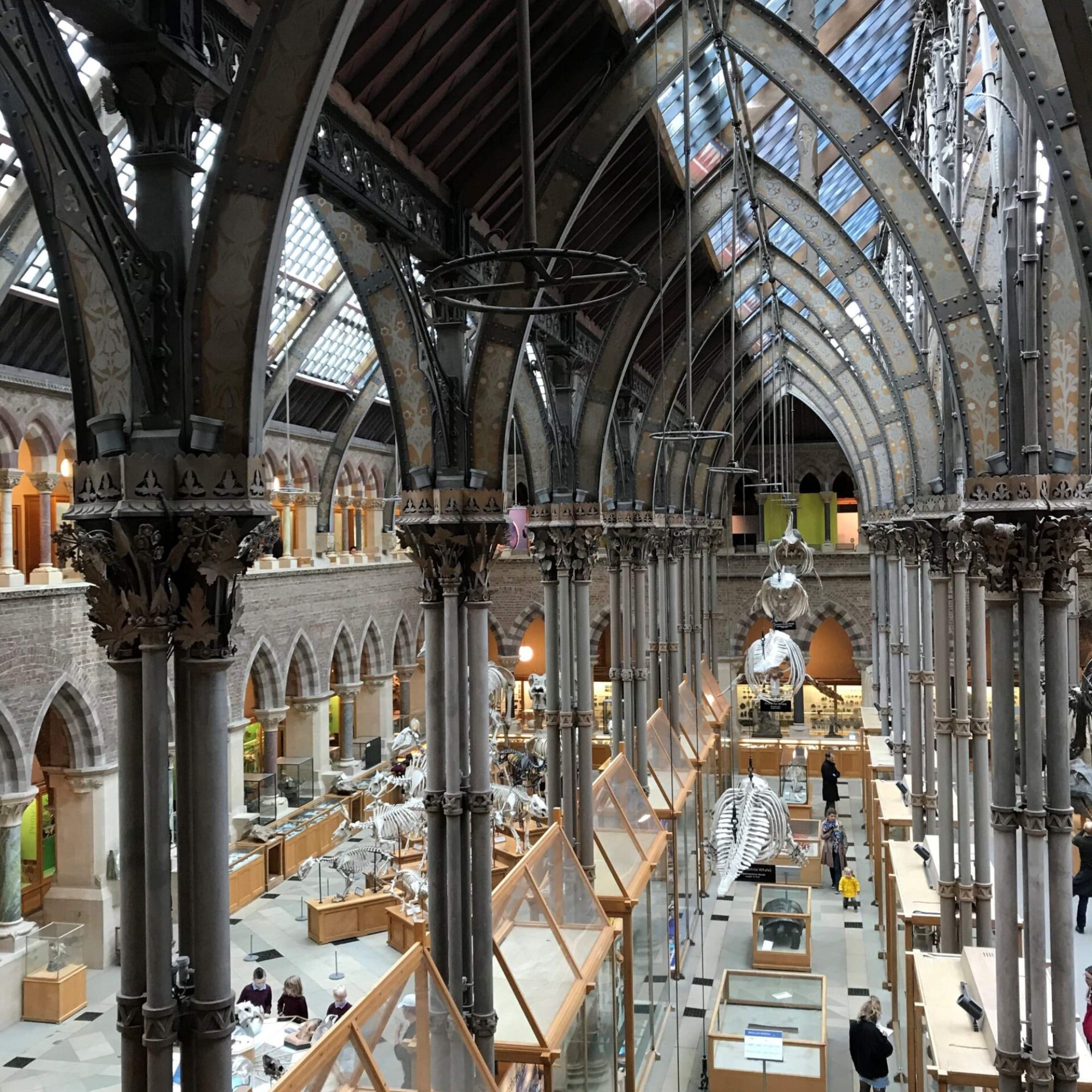 maisie-national-history-museum-oxford-min