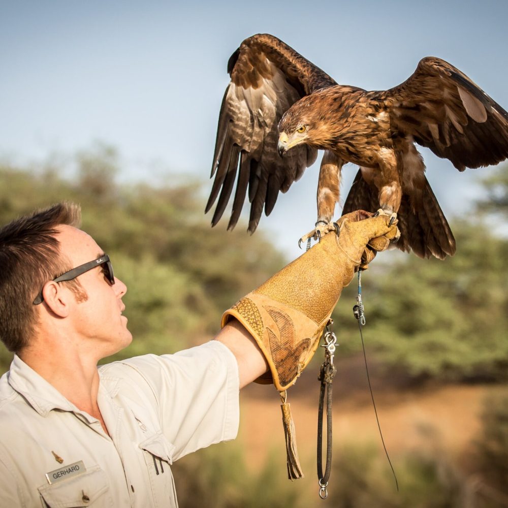 man-falconry-redkite-min