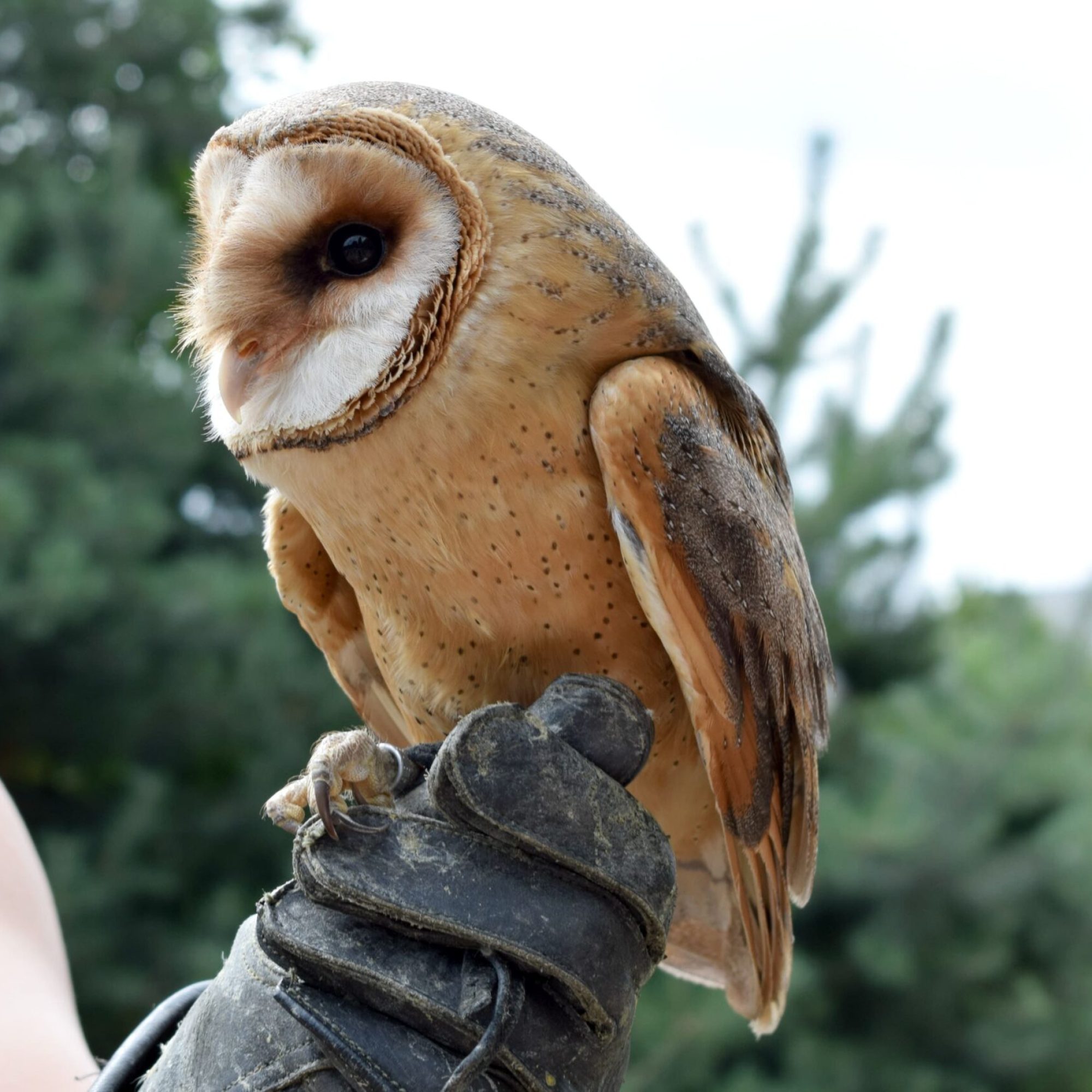 beautiful owl being held by a falconer