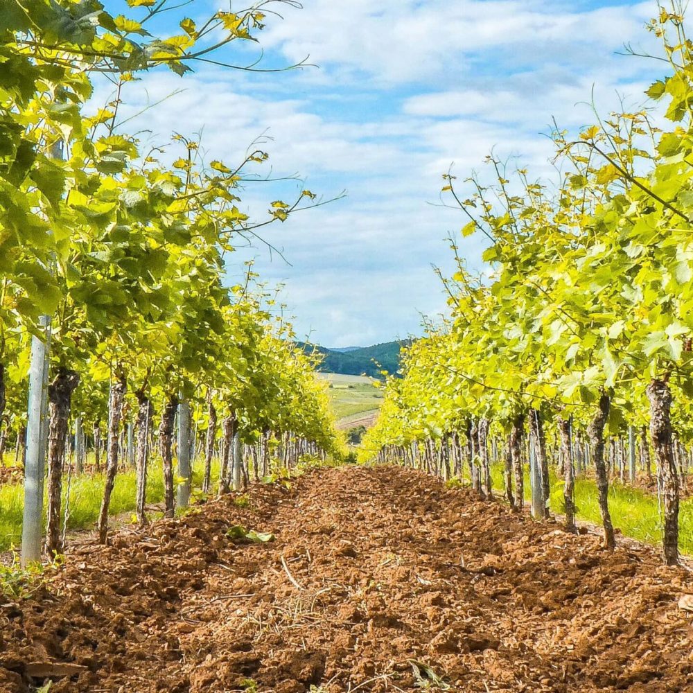 Enjoy a vineyard tour during Three Days of Leisure and Relaxation