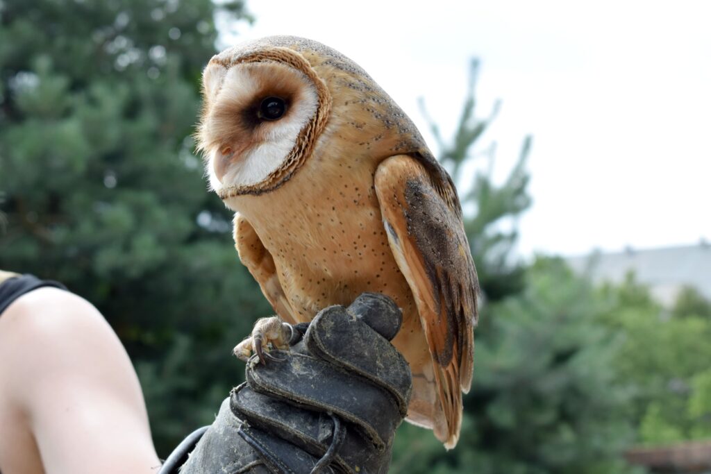 beautiful owl being held by a falconer